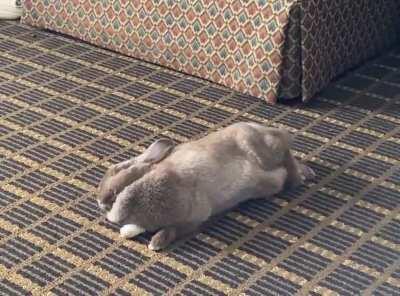 Does anyone have a rabbit the same color as my bun? I’ve googled and googled and can’t ever find one her shade of brown with white specks throughout 🥺