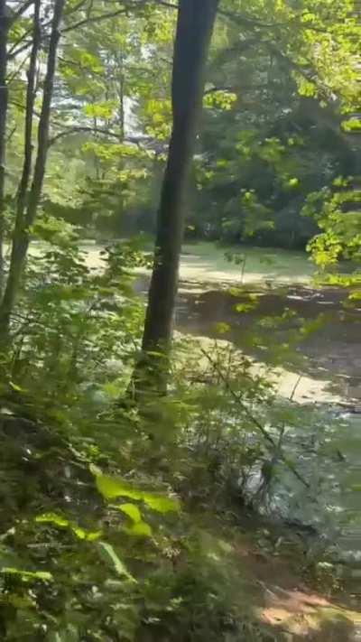 Geniuses throw rock at hornet's nest. Hornets throw themselves at geniuses.