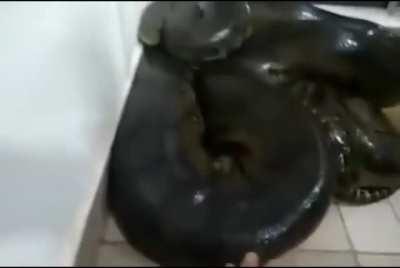 Don't pet angry sneks