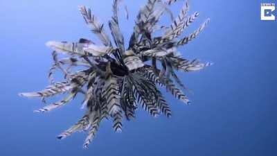 Feather stars have been around for 200 million years and can regenerate their limbs, seemingly indefinitely if they’re left in the water. Some species of crinoid can grow up to 150 arms; sever one and back it grows—slowly—at less than a millimeter per day