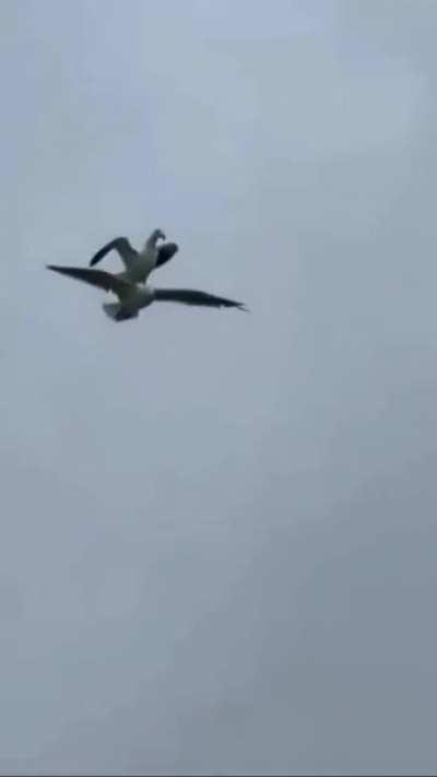 This can’t be real 🦅