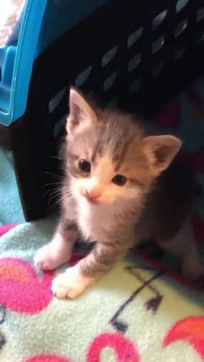 Wail’n girl Wafer says “I’m 4 weeks old”!!