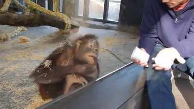 Monkey sees a magic trick