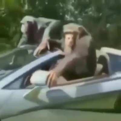 muca e greninja na barra