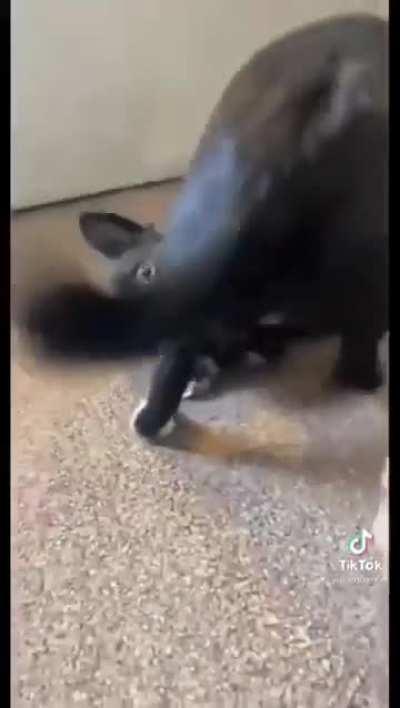 Dog training. Gone wrong.