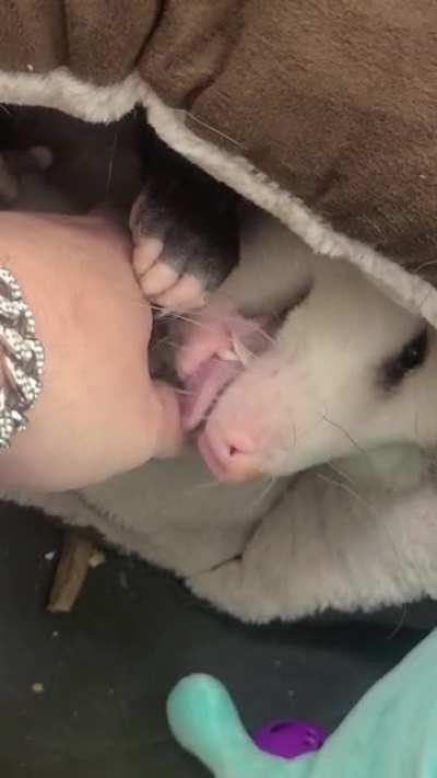 Let me introduce you to Opie the opossum.