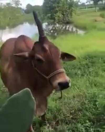 Sounds unicorns are real!