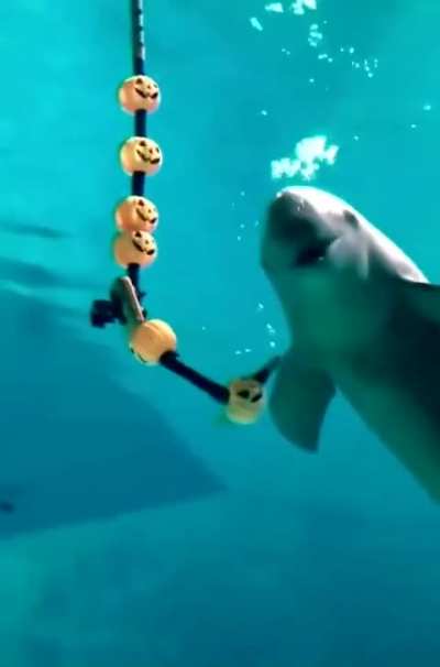 Dolphin make perfect circles