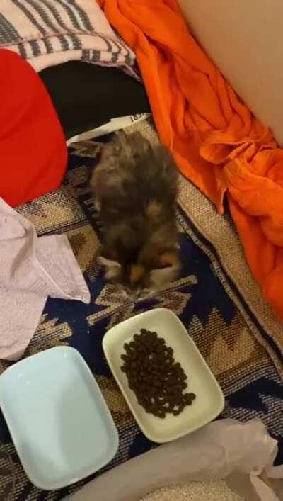 Mik mik sounds of Venus as requested.