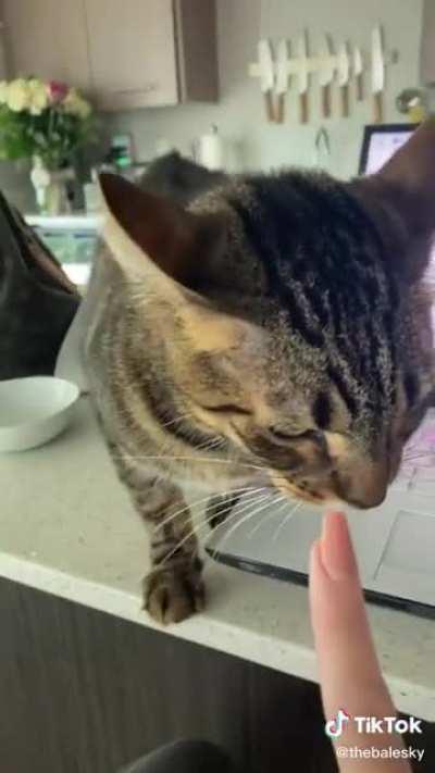 Cat won’t let owner do work!