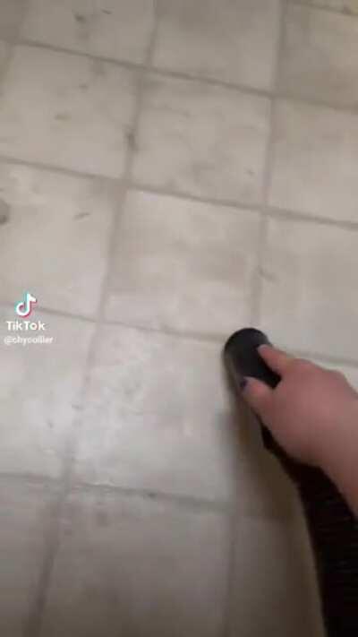 I wasn’t expecting that dog