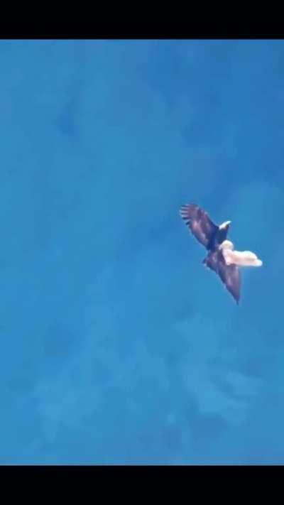 My dog people need me (sorry pup)