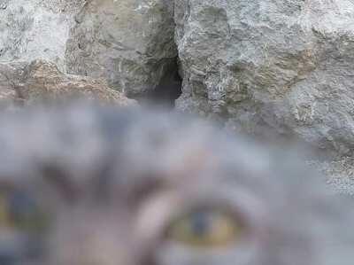 This pallas's cat discoveres she's being filmed!