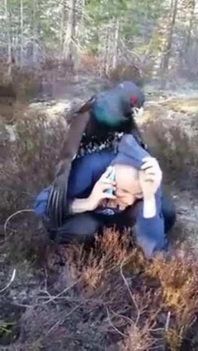 Capercaillie riding a guy.