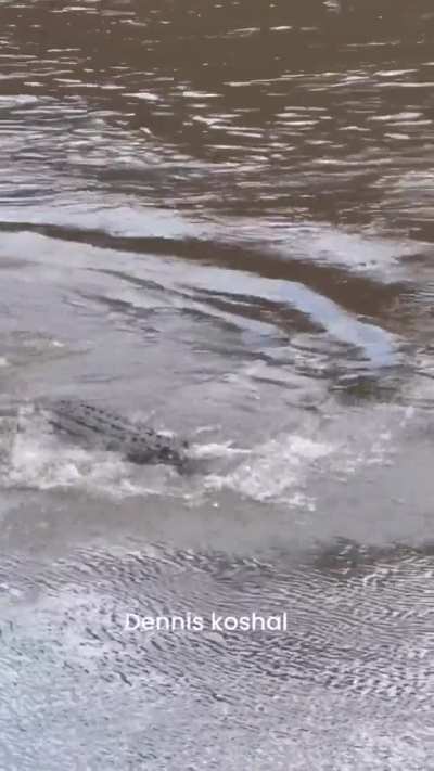 A massive Nile crocodile snags a baby hippopotamus