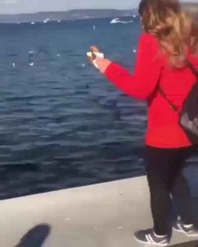HMC while I try to feed the birds