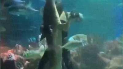Aquarium Worker dances with shark in the dummy plug container