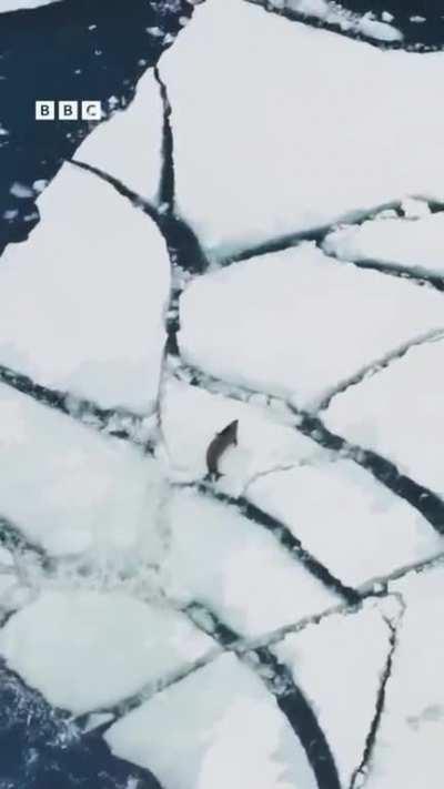 The Orca, a highly intelligent mammal that uses hunting strategies to capture prey.