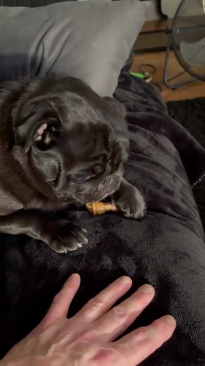 Don't touch his bone!!