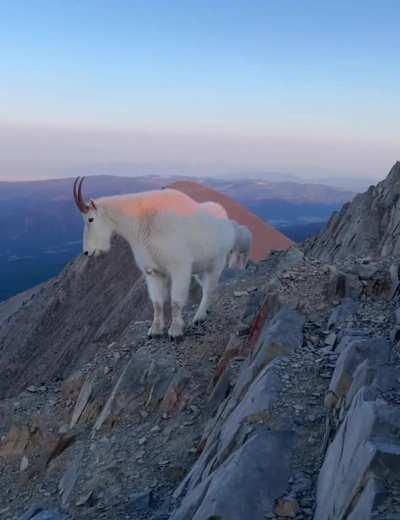 🔥 this curious mountain goat
