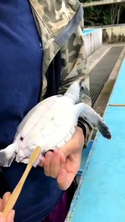 Just a turtle cleaning