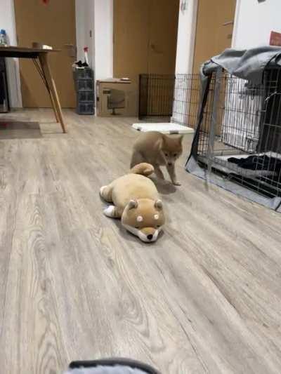 Hey you! Wake up and play with me!! 🐕💨