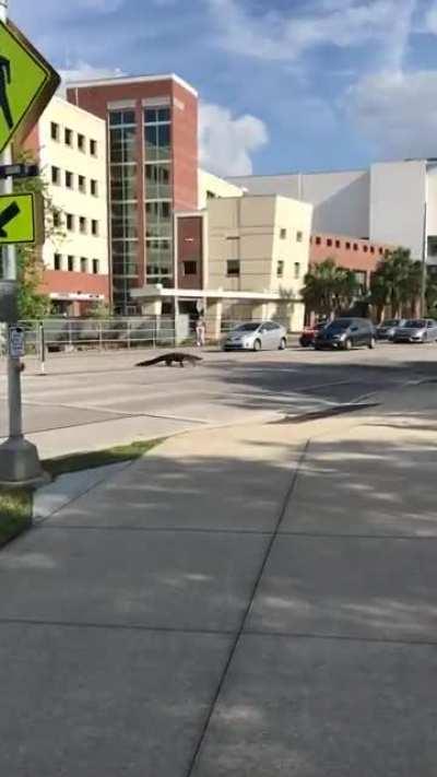Gator traffic on Gale Lemerand