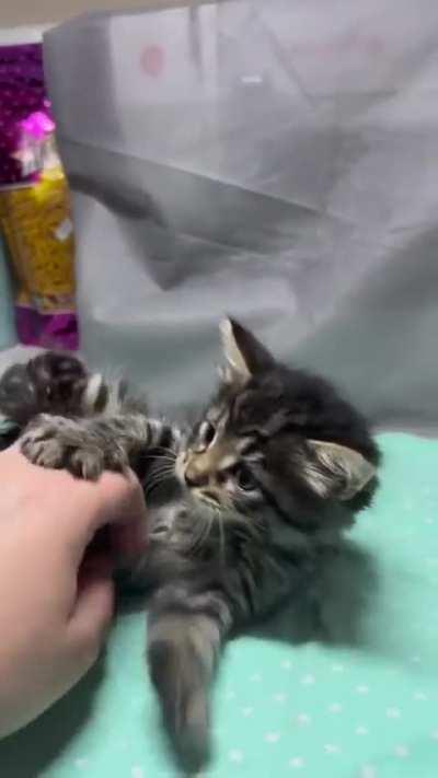 No me toquen ando chido