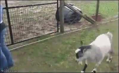 Boy, you can't run away from me