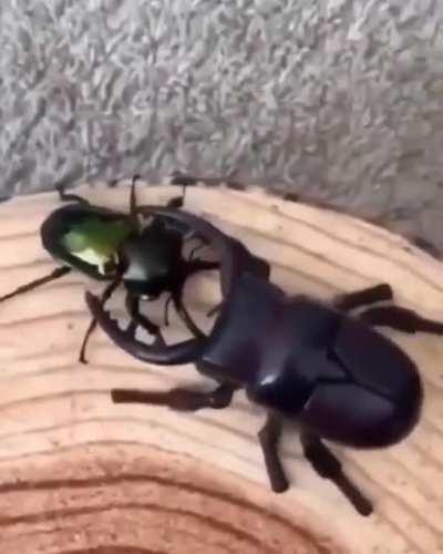 buff beetle