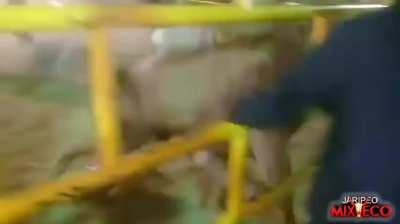 Man this Bull gave this dude the all inclusive Treatment 