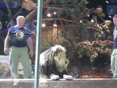 Lioness tried her best in calming Lion from attacking a stupid zookeeper who was making eye contact with lion!