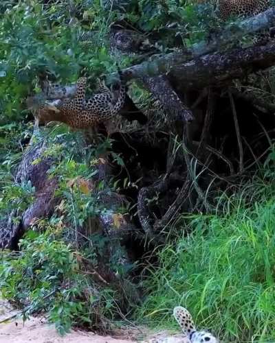 Playful cub tries to belly flop mom