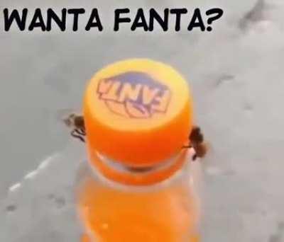 Thanks, I hate flies working together.