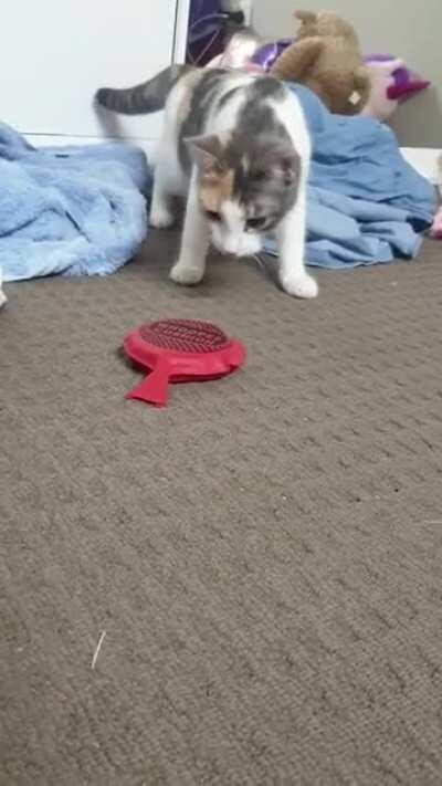 Kitten getting scared from whoopee cushion