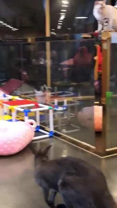 This high ambitious raccoon