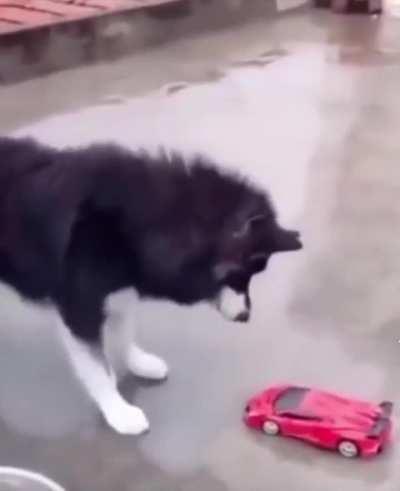 Dog sniffs toy car
