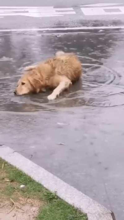 A golden being a golden