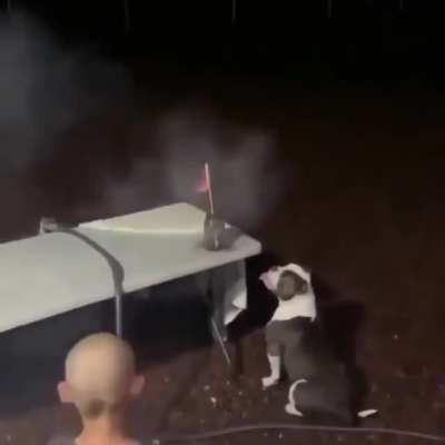 Семейная собака проявляет большой энтузиазм в каждом мероприятии.