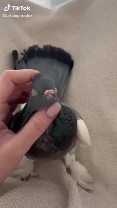 Dumb Pigeon | +500 stupidity +150 cute | Makes enemies dumb on hit