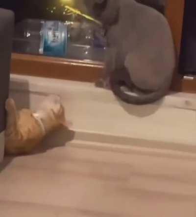 Hoping There’s A Brain Cell Down Here