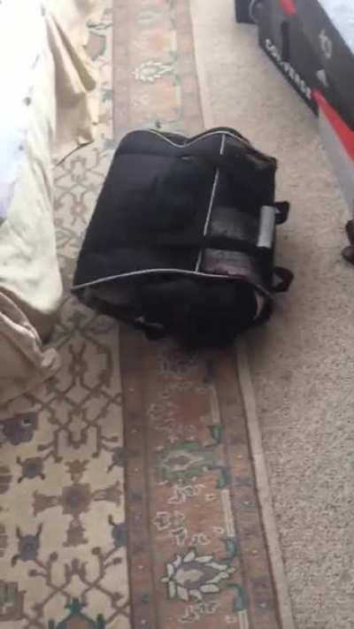 My pup tries to fit inside her old travel carrier bag