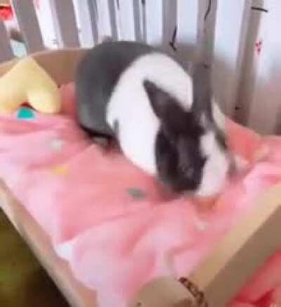 Pekora making the bed and then sleeps