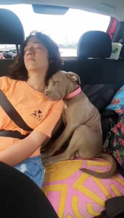 A couple of sleeping buddies