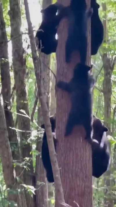 Kad medvjedi saznaju da su zene odabrali njih a ne muskarce.