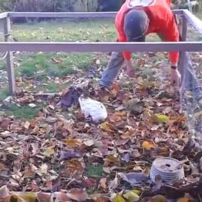 Bunnies love to play