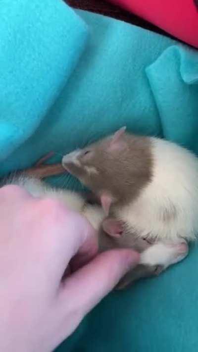 Munches & Boggles from Ravioli & Rangoon 💕