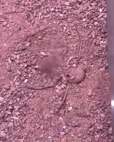 🔥 Sand spider