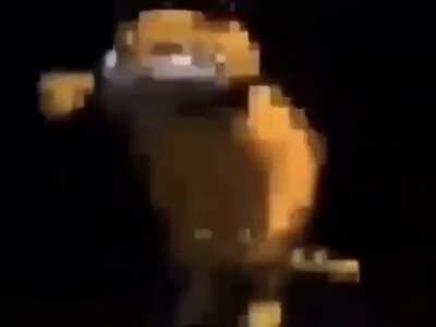 garfield does the boogie