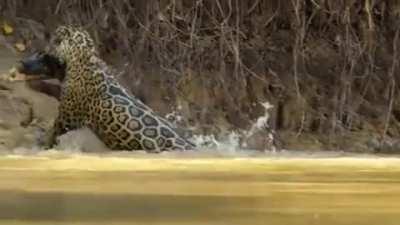 Jaguar pounces on a Caiman and drags it out of the water